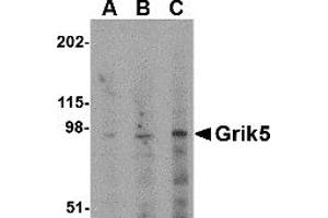 Western Blotting (WB) image for anti-Glutamate Receptor, Ionotropic, Kainate 5 (GRIK5) (C-Term) antibody (ABIN1030423) (GRIK5 anticorps  (C-Term))
