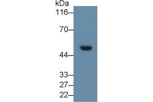 LRG1 anticorps  (AA 37-340)