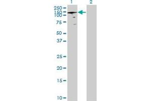 Western Blot analysis of ANAPC2 expression in transfected 293T cell line by ANAPC2 MaxPab polyclonal antibody. (ANAPC2 anticorps  (AA 1-822))