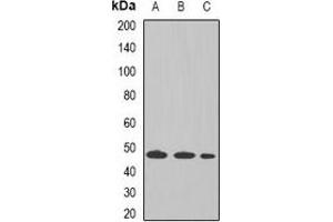 Western blot analysis of Tapasin expression in THP1 (A), Raji (B), mouse liver (C) whole cell lysates.