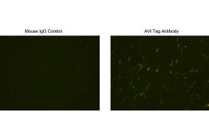 Immunocytochemistry/Immunofluorescence analysis of Avi tagged protein transfeced CHO cells using Avi Tag Antibody, (ABIN1574261) and Mouse IgG Control (ABIN398652). (Avi-Tag anticorps)
