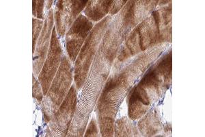 ABIN6266912 at 1/100 staining human skeletal muscle tissue sections by IHC-P. (COX17 anticorps  (N-Term))