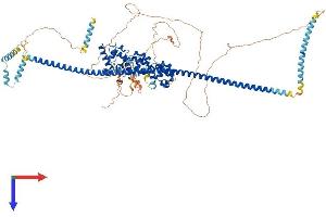 AlphaFold protein structure predicition of Human Recombinant PPFIBP2 Protein, UniprotID Q8ND30
