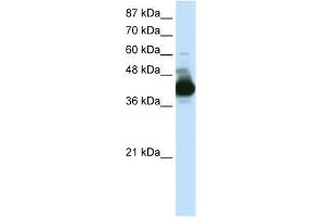 RAE1 antibody used at 0. (RAE1 anticorps)