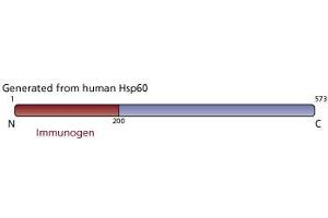 Image no. 3 for anti-Heat Shock 60kDa Protein 1 (Chaperonin) (HSPD1) antibody (ABIN968591) (HSPD1 anticorps)