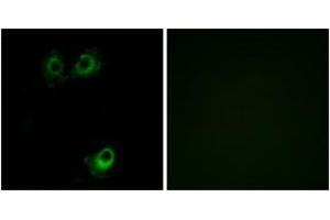 Immunofluorescence analysis of A549 cells, using OR11L1 Antibody.