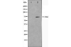 Western blot analysis on 293 cell lysate using Uba2 Antibody. (UBA2 anticorps  (C-Term))