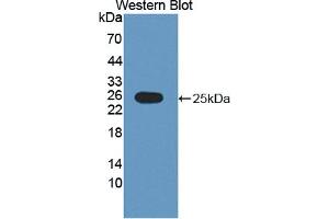 Figure. (RNASE9 anticorps  (AA 28-210))