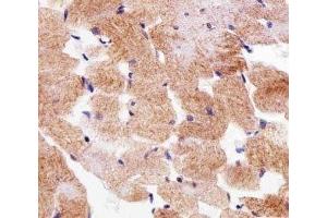 IHC analysis of FFPE human skeletal muscle section using SDHA antibody; Ab was diluted at 1:25. (SDHA anticorps  (AA 577-605))
