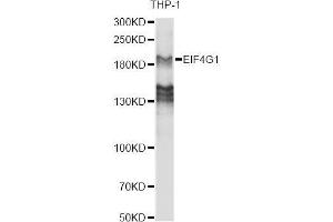 Western blot analysis of extracts of various cell lines, using EIF4G antibody.