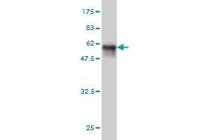Western Blot detection against Immunogen (54.