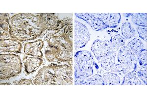 Peptide - +Immunohistochemistry analysis of paraffin-embedded human placenta tissue using CST9L antibody. (CST9L anticorps)