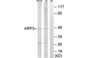 Western blot analysis of extracts from Jurkat/RAW264. (ACTR3 anticorps  (AA 369-418))