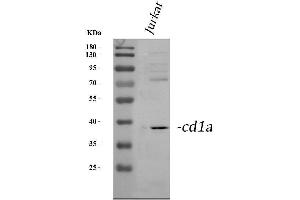 Western blot analysis of CD1a using anti-CD1a antibody (ABIN3043011).