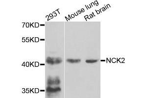 Western blot analysis of extracts of various cells, using NCK2 antibody. (NCK2 anticorps)