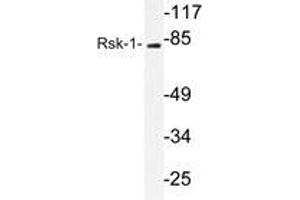 Western blot analysis of Rsk-1 antibody in extracts from 3T3cells. (RPS6KA1 anticorps)