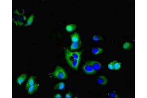 Immunofluorescent analysis of Hela cells using ABIN7144511 at dilution of 1:100 and Alexa Fluor 488-congugated AffiniPure Goat Anti-Rabbit IgG(H+L) (AQP3 anticorps  (AA 210-244))