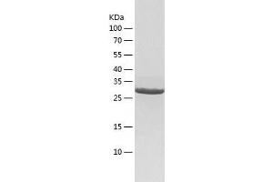 Western Blotting (WB) image for Transcription Factor B1, Mitochondrial (TFB1M) (AA 28-346) protein (His tag) (ABIN7125445) (TFB1M Protein (AA 28-346) (His tag))