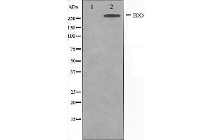 Western blot analysis on A549 cell lysate using EDD Antibody,The lane on the left is treated with the antigen-specific peptide. (UBR5 anticorps  (N-Term))