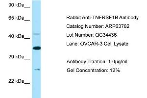 Western Blotting (WB) image for anti-Tumor Necrosis Factor Receptor Superfamily, Member 1B (TNFRSF1B) (N-Term) antibody (ABIN2789622) (TNFRSF1B anticorps  (N-Term))