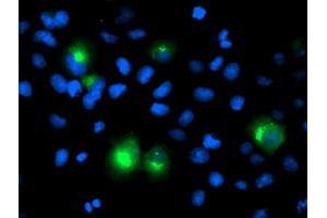 Immunofluorescence (IF) image for anti-Protein tyrosine Phosphatase, Non-Receptor Type 1 (PTPN1) antibody (ABIN1500496)