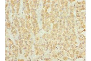 Immunohistochemistry of paraffin-embedded human adrenal gland tissue using ABIN7151524 at dilution of 1:100 (ELMOD1 anticorps  (AA 185-334))