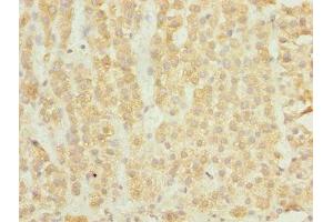 Immunohistochemistry of paraffin-embedded human adrenal gland tissue using ABIN7151524 at dilution of 1:100