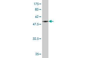 Western Blot detection against Immunogen (55.