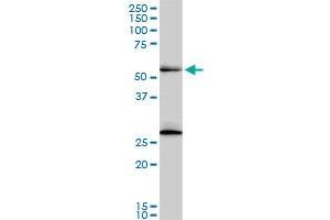 PRPF19 monoclonal antibody (M07), clone 2E5.