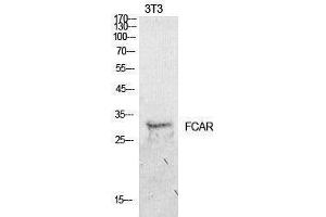Western Blotting (WB) image for anti-Fc Fragment of IgA, Receptor For (FCAR) (Internal Region) antibody (ABIN3181421) (FCAR anticorps  (Internal Region))