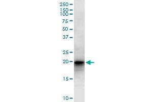 LZIC MaxPab polyclonal antibody.
