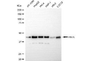 Western blotting analysis using FNTA antibody (ABIN7798575).