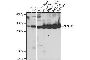 Western blot analysis of extracts of various cell lines, using SLC25 antibody (ABIN7270430) at 1:1000 dilution.