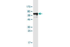 Western Blot detection against Immunogen (55.