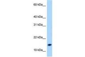 Image no. 1 for anti-Neuropeptide S (NPS) (AA 9-58) antibody (ABIN6747997) (NPS anticorps  (AA 9-58))