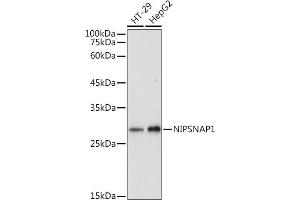 Western blot analysis of extracts of various cell lines, using NIPSN antibody (ABIN7265337) at 1:1000 dilution. (NIPSNAP1 anticorps)