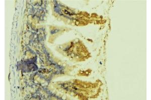 ABIN6278431 at 1/100 staining Mouse colon tissue by IHC-P. (Cardiotrophin 1 anticorps  (Internal Region))