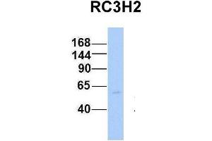 Host:  Rabbit  Target Name:  RC3H2  Sample Type:  Human Fetal Heart  Antibody Dilution:  1. (RC3H2 anticorps  (Middle Region))
