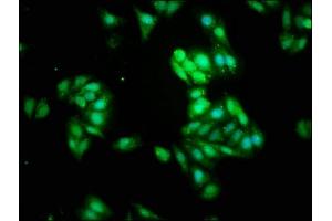 Immunofluorescence staining of HepG2 cells with ABIN7161970 at 1:266, counter-stained with DAPI. (NOL3 anticorps  (AA 1-208))