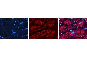 Rabbit Anti-PHB2 Antibody   Formalin Fixed Paraffin Embedded Tissue: Human heart Tissue Observed Staining: Cytoplasmic Primary Antibody Concentration: 1:100 Other Working Concentrations: 1:600 Secondary Antibody: Donkey anti-Rabbit-Cy3 Secondary Antibody Concentration: 1:200 Magnification: 20X Exposure Time: 0. (Prohibitin 2 anticorps  (N-Term))