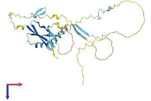 AlphaFold protein structure predicition of Mouse Recombinant Slc7a6os Protein, UniprotID Q7TPE5