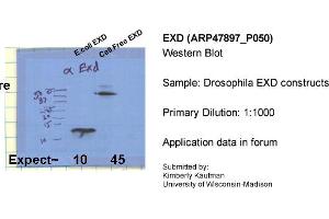 Sample Type: Drosophila EXD constructsPrimary Dilution: 1:1000 (EXD (C-Term) anticorps)