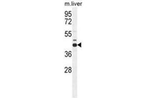 AHCY Antibody (N-term) western blot analysis in mouse liver tissue lysates (35 µg/lane). (AHCY anticorps  (N-Term))