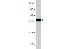 Western Blot detection against Immunogen (36.