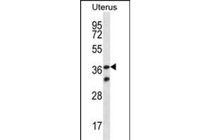 OR4X2 Antibody (C-term) (ABIN657189 and ABIN2846313) western blot analysis in human normal Uterus tissue lysates (35 μg/lane). (OR4X2 anticorps  (C-Term))