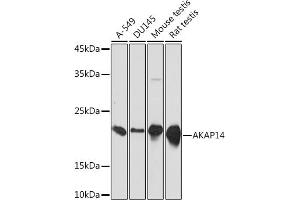 Western blot analysis of extracts of various cell lines, using  Rabbit mAb (ABIN7265351) at 1:1000 dilution. (AKAP14 anticorps)