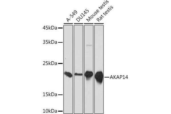 AKAP14 anticorps