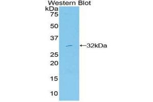 Western Blotting (WB) image for anti-Mitogen-Activated Protein Kinase 11 (MAPK11) (AA 38-277) antibody (ABIN3206665) (MAPK11 anticorps  (AA 38-277))