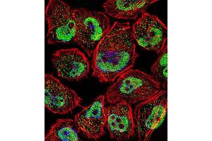 Immunofluorescence (IF) image for anti-Kruppel-Like Factor 5 (Intestinal) (KLF5) antibody (ABIN3003155)