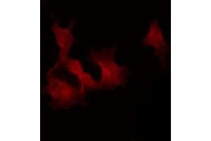 ABIN6269360 staining K562 by IF/ICC.